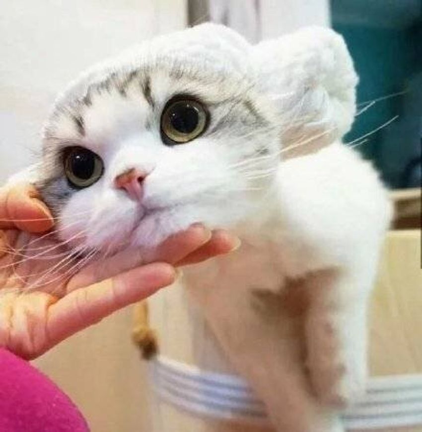 给老公的午餐便当