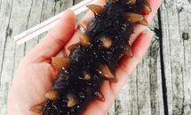 泡发海参的过程【自己研究的方子】的做法