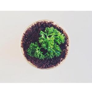 盆栽奶茶的做法步骤 第3步