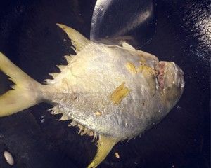 清蒸金鲳鱼的做法步骤 第2步
