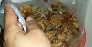 朴素的美味--青椒炒铜绿菌（内附清洗菌子的方法！）的做法步骤 第3步
