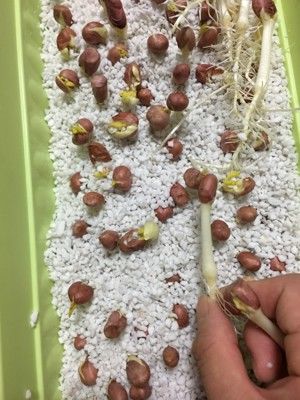 自发花生芽珍珠岩版的做法步骤 第10步