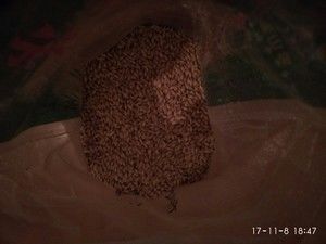 自制传统麦芽糖的做法步骤 第1步