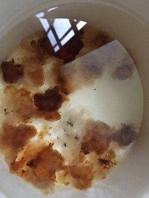 桃胶雪燕皂角米的做法步骤 第4步