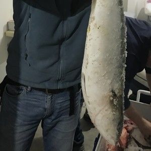 鰤鱼，冲击灵魂的顶级食材的做法步骤 第1步
