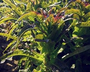 家里的各种食材的做法步骤 第4步