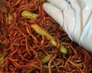 坚果儿的私房菜之扁豆焖面的做法步骤 第5步
