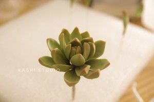 翻糖多肉系列的做法步骤 第3步