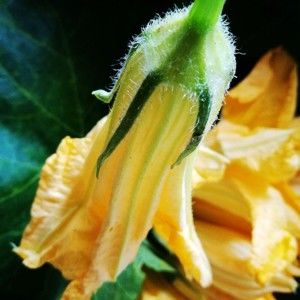 含有花香的清汤~南瓜花汤 • 圆满素食的做法步骤 第2步