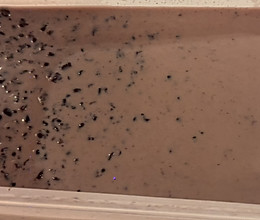 牛奶血糯米5的做法
