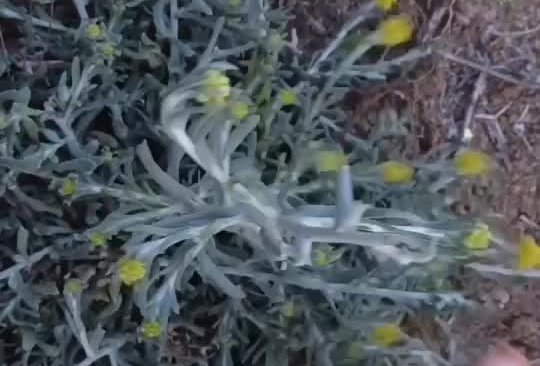 鼠曲草饼又称马屎花粑粑的做法