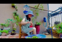 青梅酒的做法