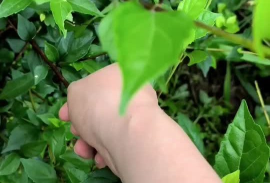 柴叶豆腐的做法