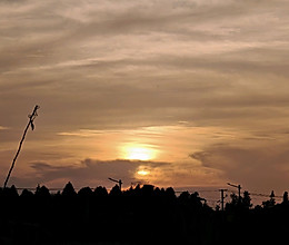 毛豆炒毛白菜（江南下菜）的做法
