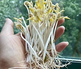 #零腹担吃夜宵#自发豆芽0失败实现豆芽自由的做法