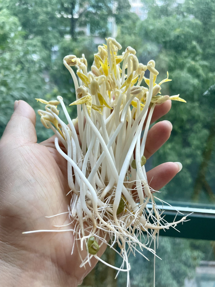 自发豆芽0失败实现豆芽自由的做法