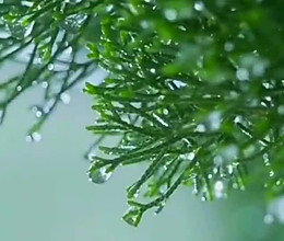 10分钟搞定鱼羊鲜的做法