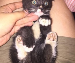 自制奶猫奶狗米糊的做法