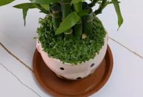 猫咪猫咪我爱你的做法