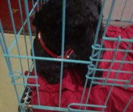 充满爱的健康自制狗粮的做法