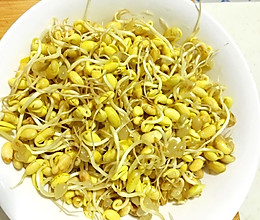 自制黄豆芽的做法