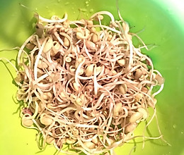 生豆芽(自制黄豆芽)的做法