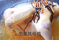 冬虫夏草炖母鸡的做法