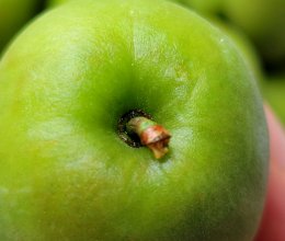 一滴水不放的青梅酱的做法