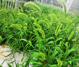 马齿笕饼的做法