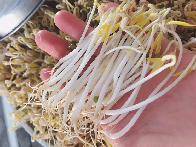 在家生豆芽，简单健康，超详细零失败，的做法