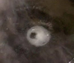凉拌粉丝的做法