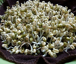 自发绿豆芽的做法