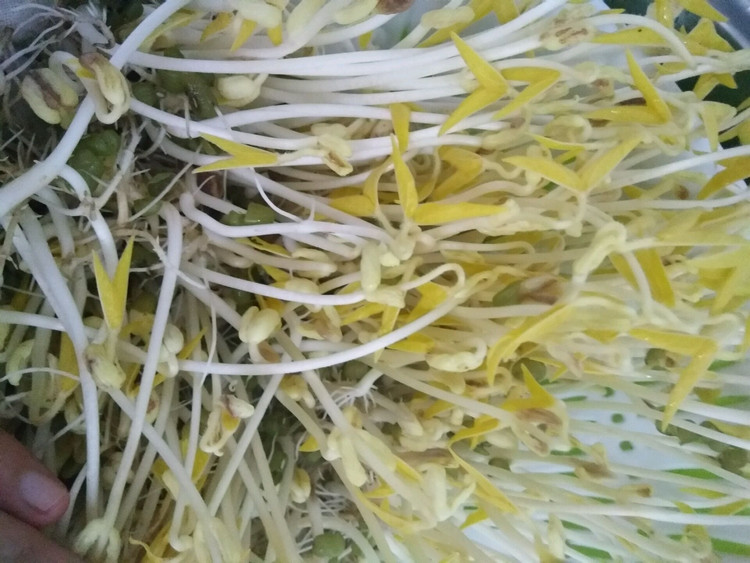 绿豆芽的做法