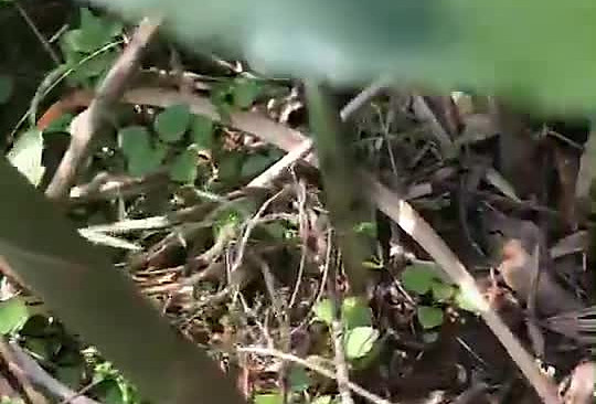 下饭菜小野笋炒腊肉的做法