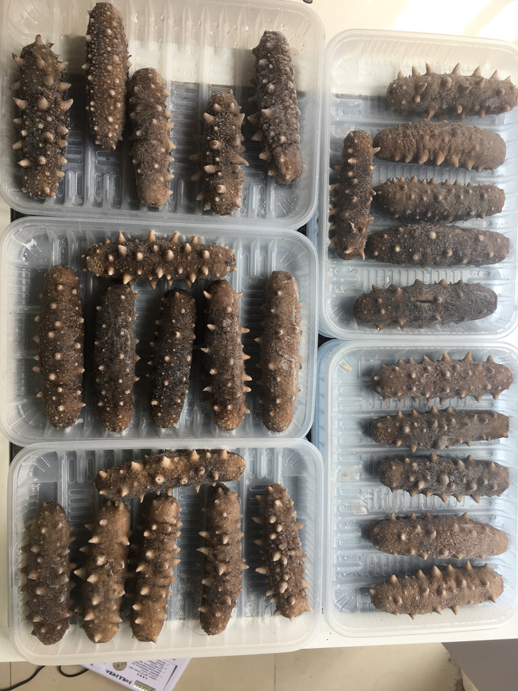 干海参发制（泡发）方法的做法