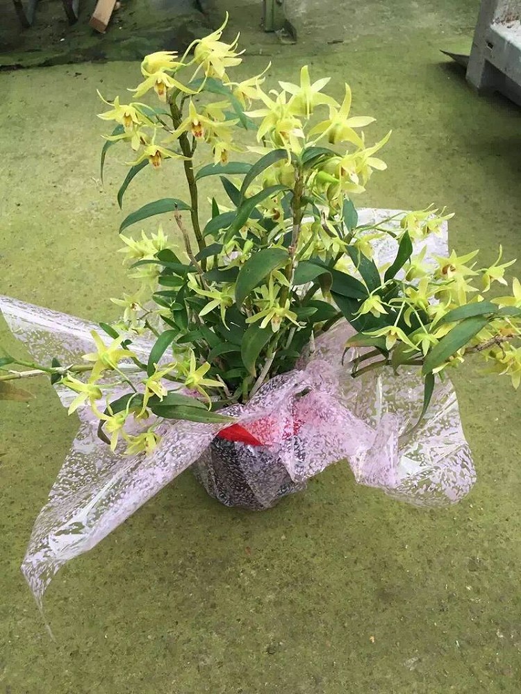 铁皮石斛的做法