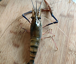 蒸蒜泥罗氏虾的做法