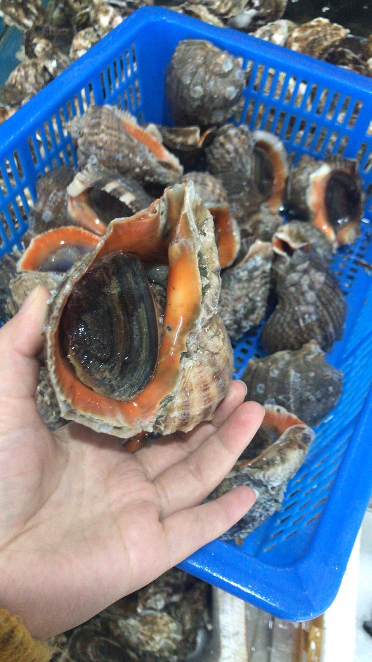蒸大海螺的做法