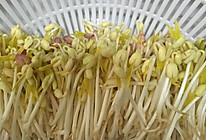 自发豆芽的做法