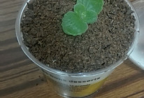 芒果流心芝士的做法