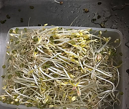 自制豆芽的做法