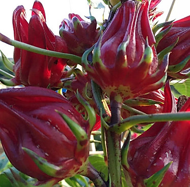 洛神花制作的酵素，你们喝过吗？的做法