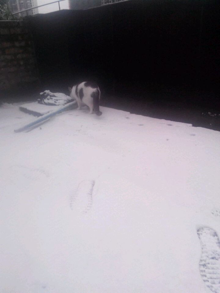 雪，一片一片，一片一片……图2