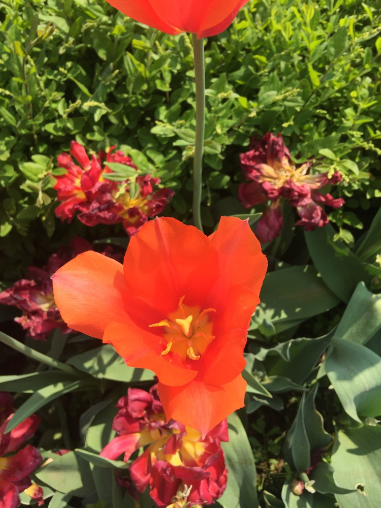 #花又开好了#图1