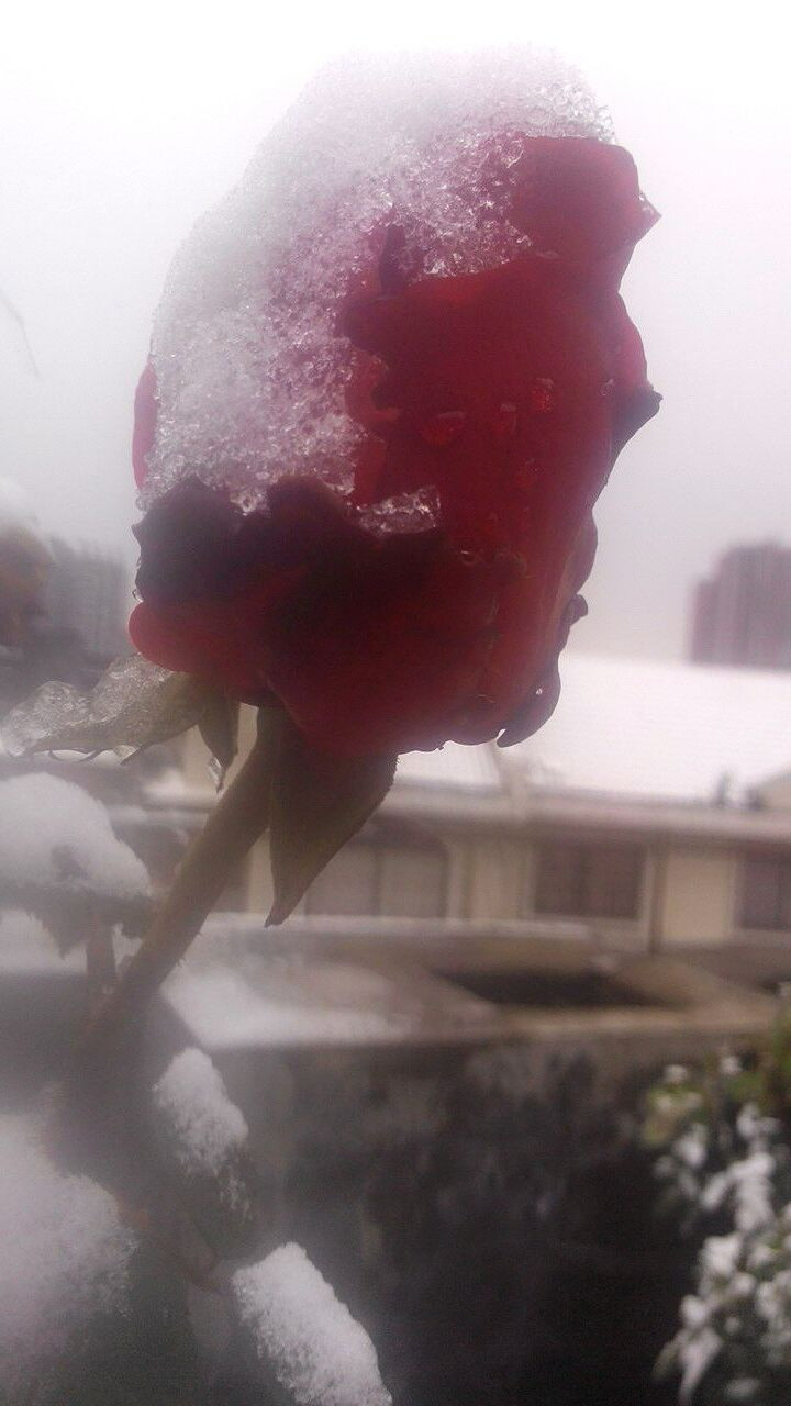 雪，一片一片，一片一片……图1