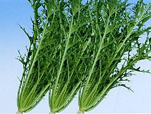 【小知识】芥（jie）菜？还是盖（gai）菜？傻傻分不清楚！图3
